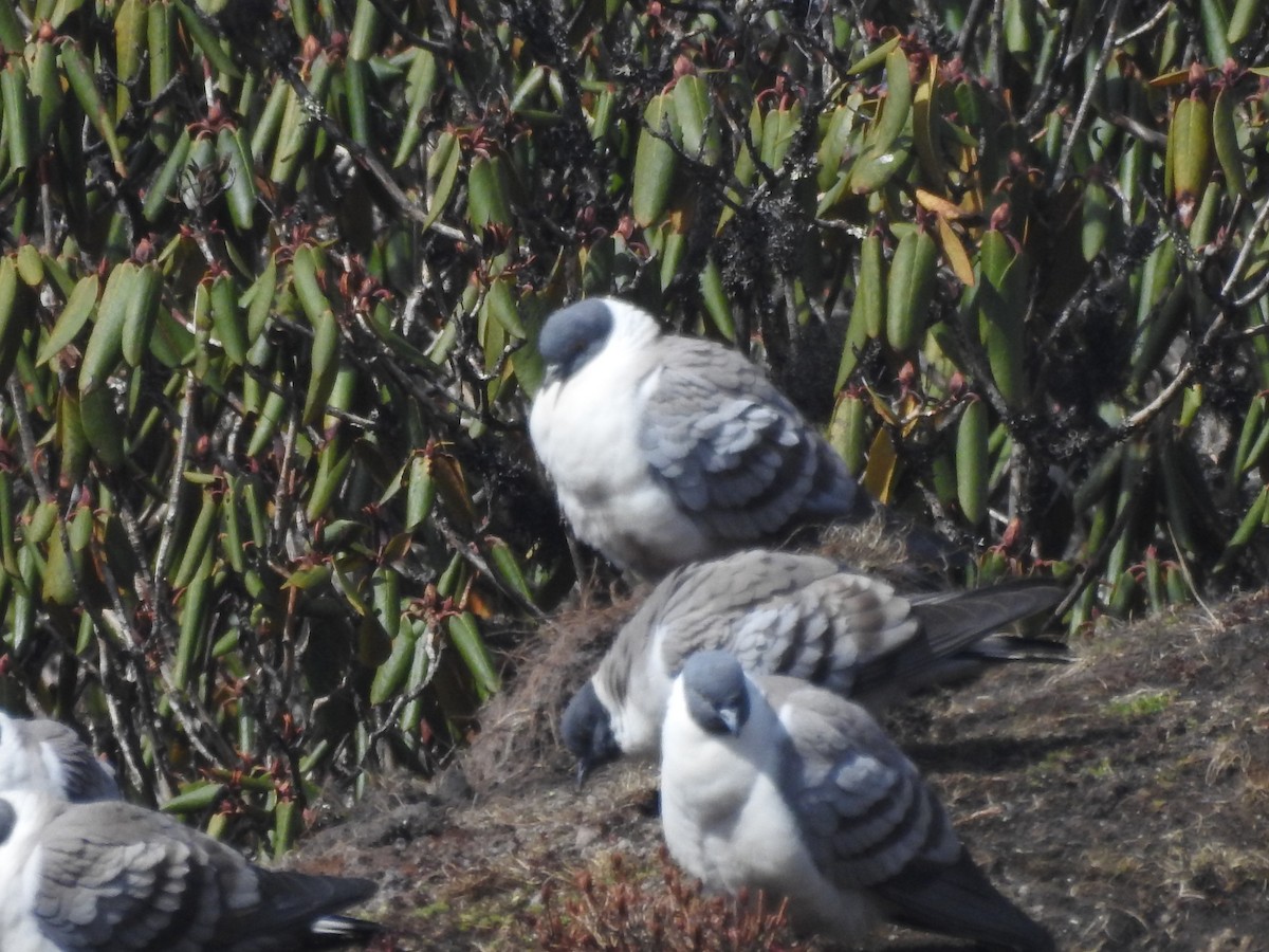 Snow Pigeon - ML206402581