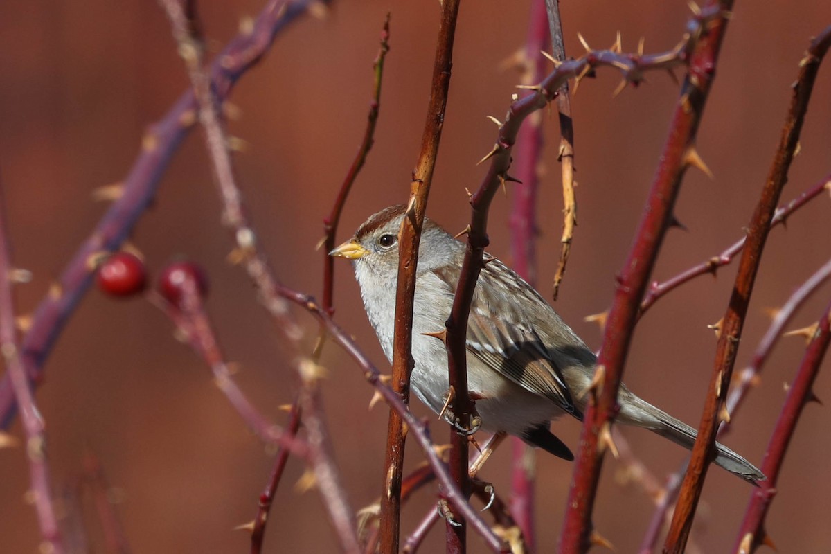 White-crowned Sparrow - Jen Sanford