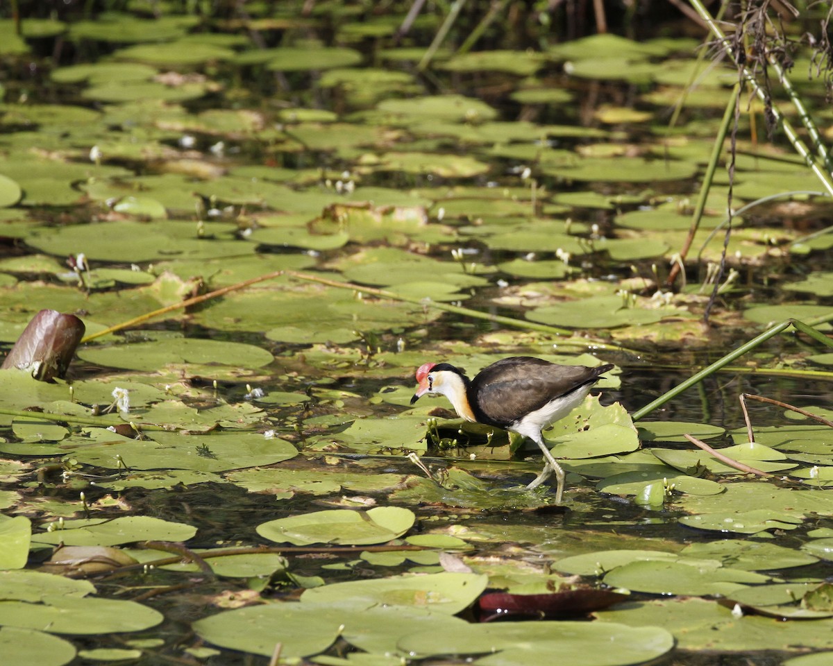 Comb-crested Jacana - ML206402851