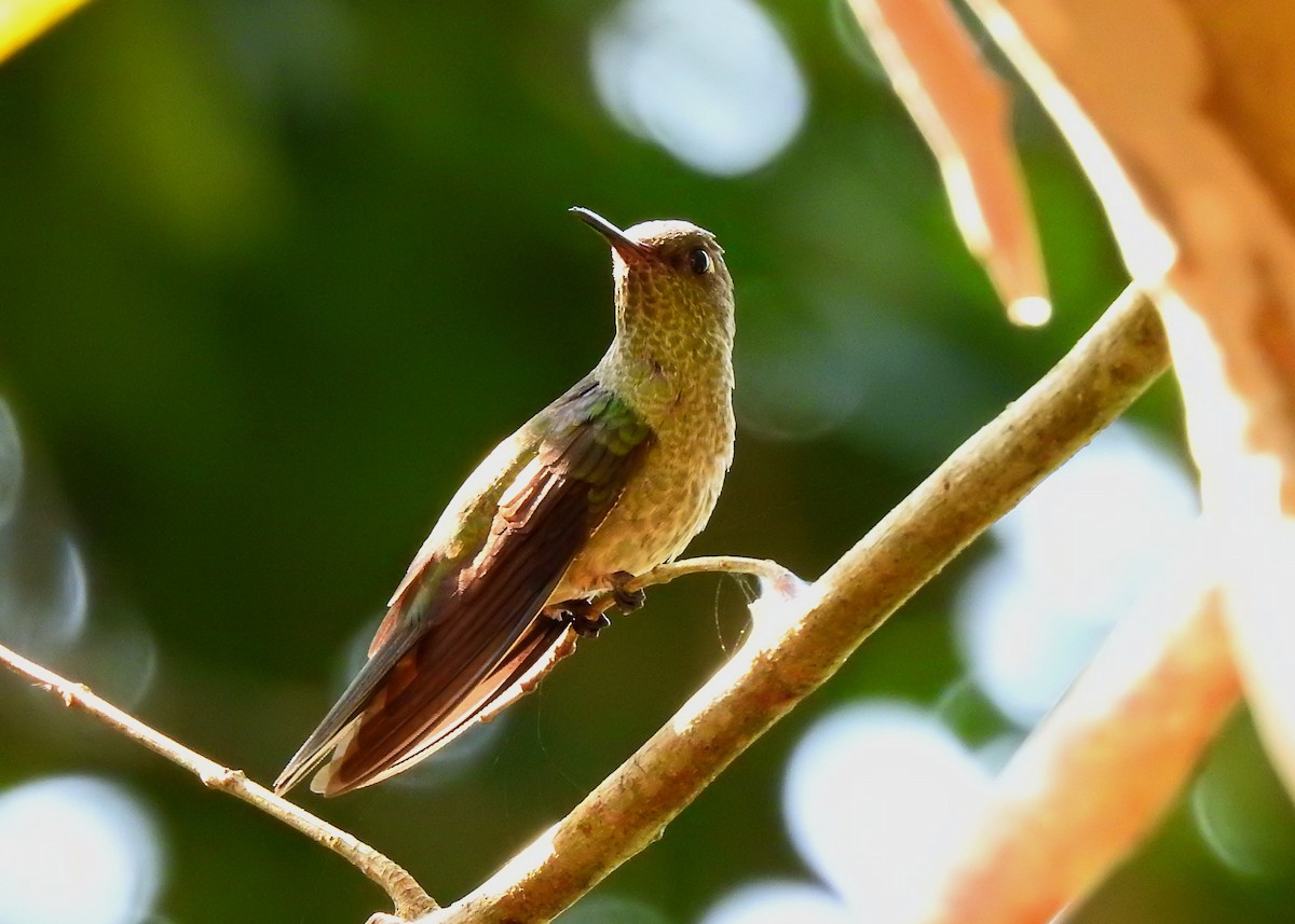 Scaly-breasted Hummingbird - Mark Smiles