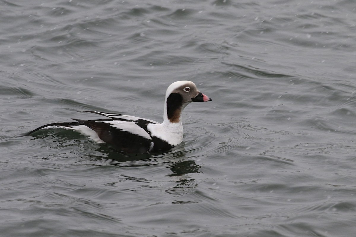 Long-tailed Duck - Charley Hesse TROPICAL BIRDING