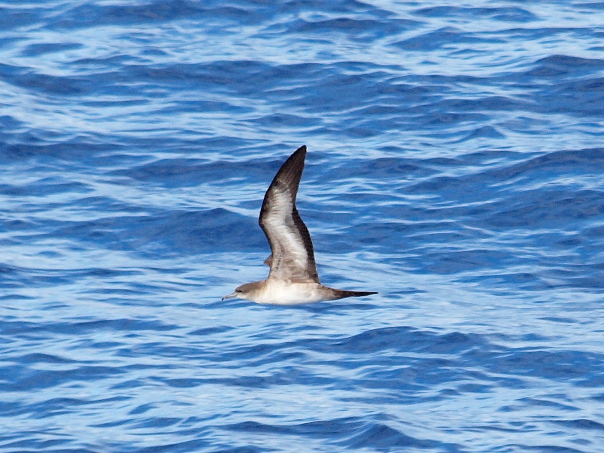 Wedge-tailed Shearwater - ML206404181