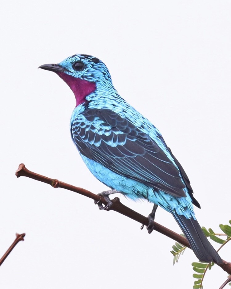 Spangled Cotinga - Emin Yogurtcuoglu