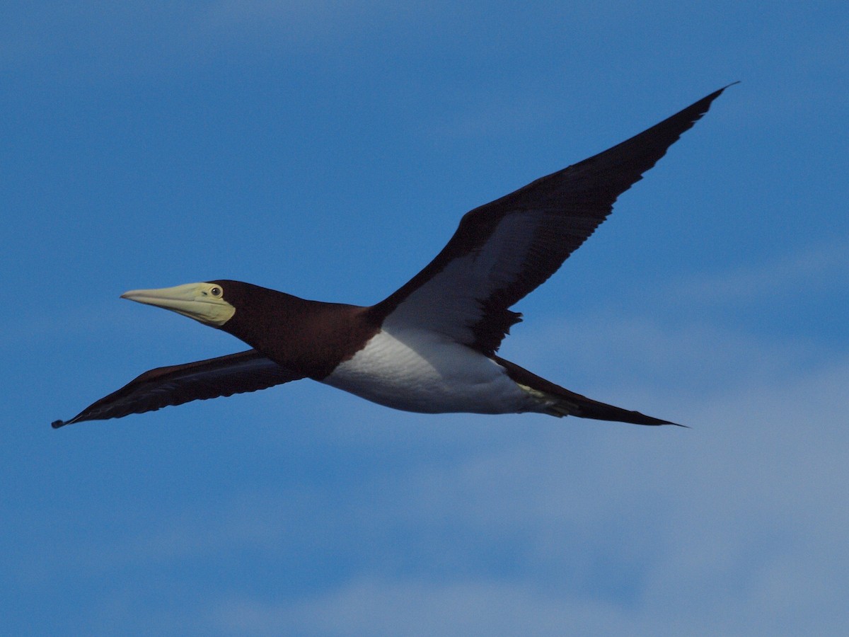 Brown Booby - ML206404221