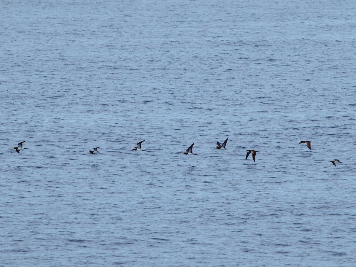 Brown Booby - ML206404251