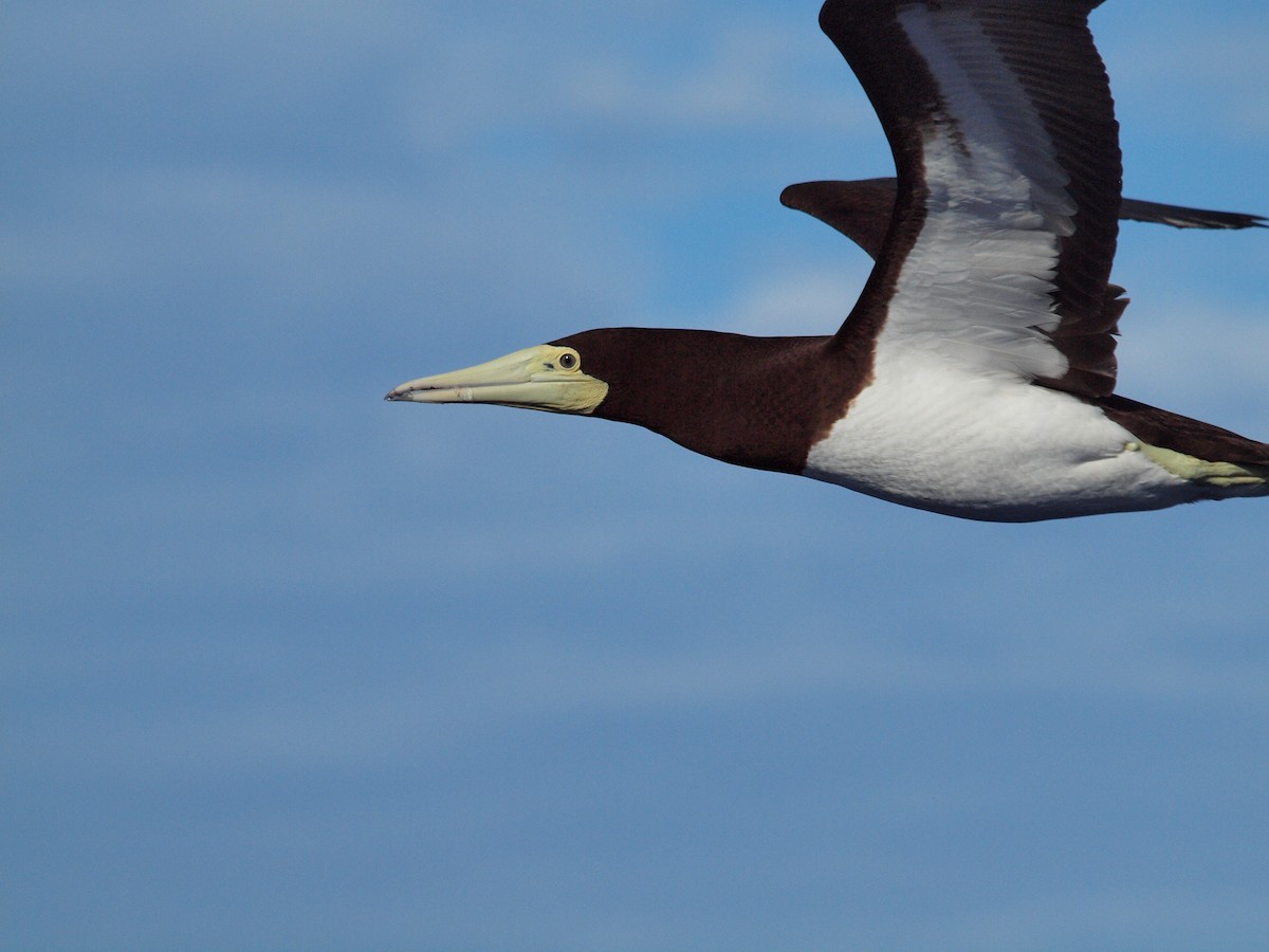 Brown Booby - ML206404261