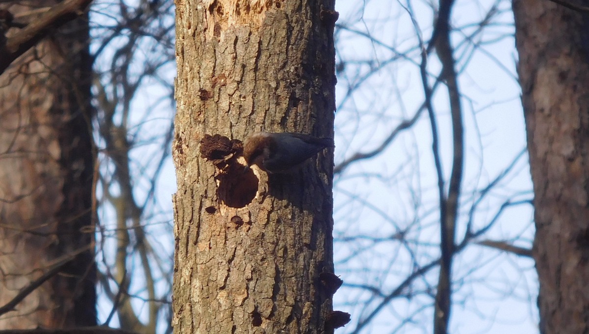 Brown-headed Nuthatch - ML206405621