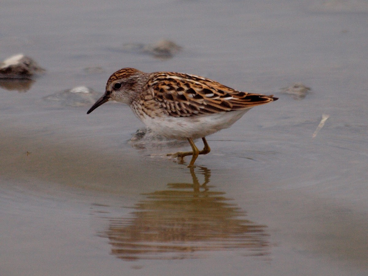 Long-toed Stint - Atsushi Shimazaki