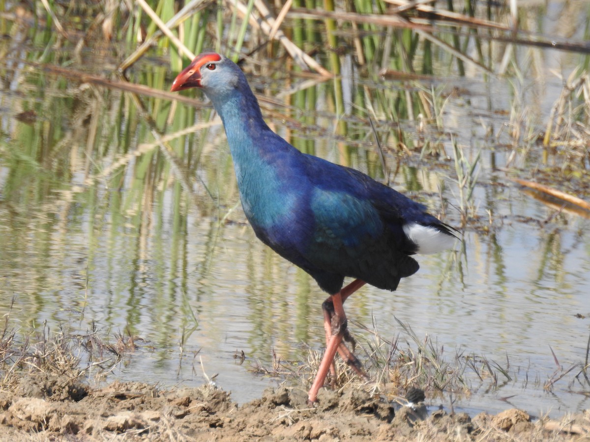 Gray-headed Swamphen - ML206409251