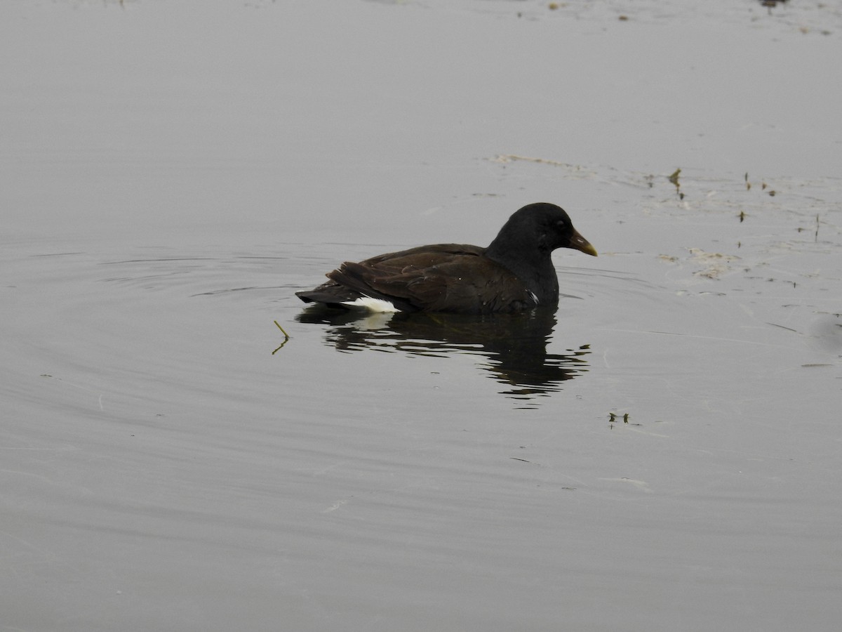 Eurasian Moorhen - ML206409731