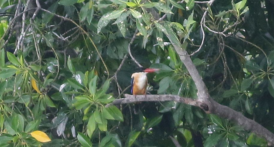 Black-capped Kingfisher - ML206410481