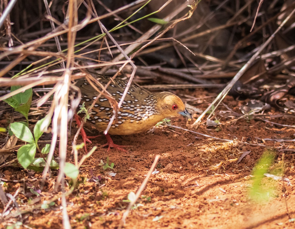 Ocellated Crake - Fernanda Fernandex