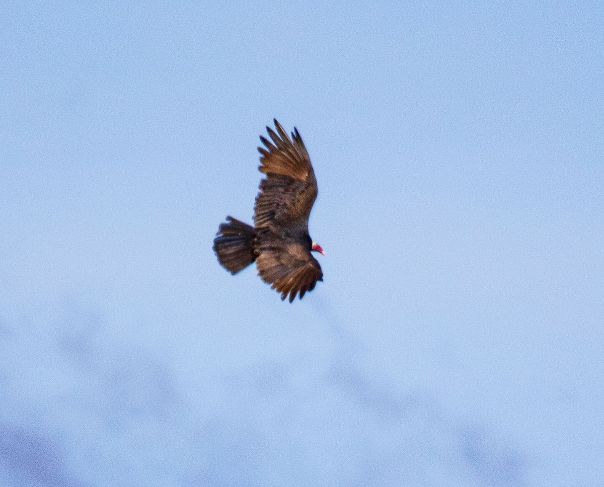 Turkey Vulture - ML206410991