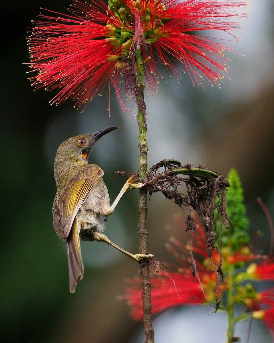 Western Wattled-Honeyeater - Tony Gentilcore