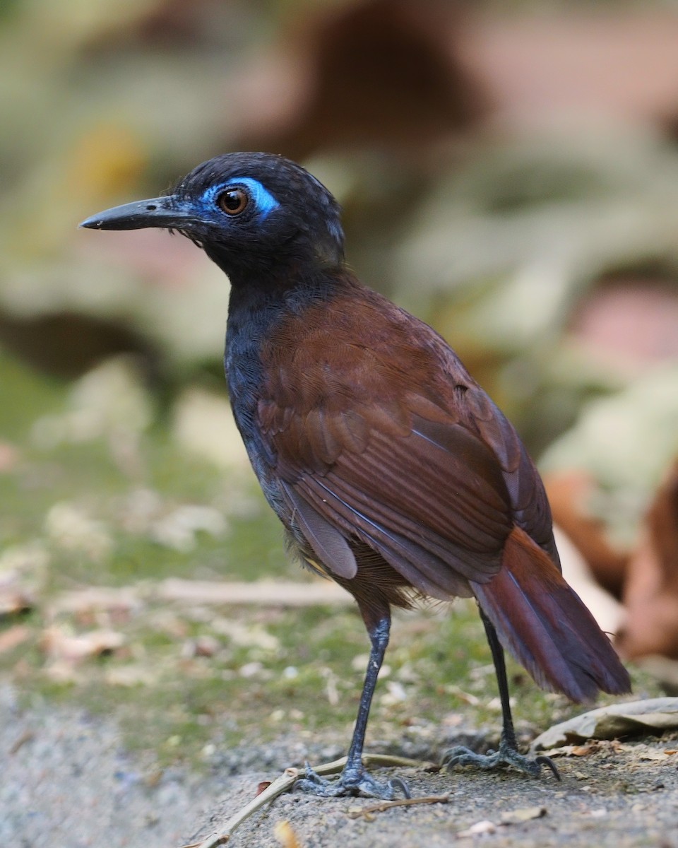 Chestnut-backed Antbird - ML206412151