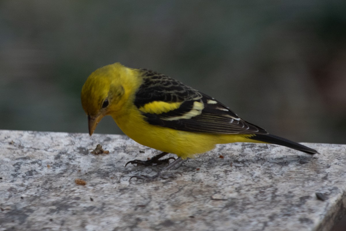 Western Tanager - ML206413011