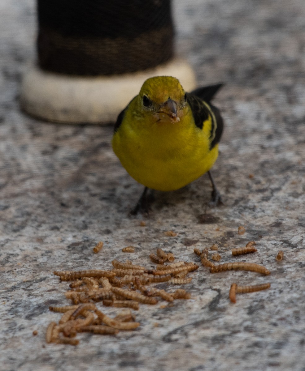 Western Tanager - ML206413041