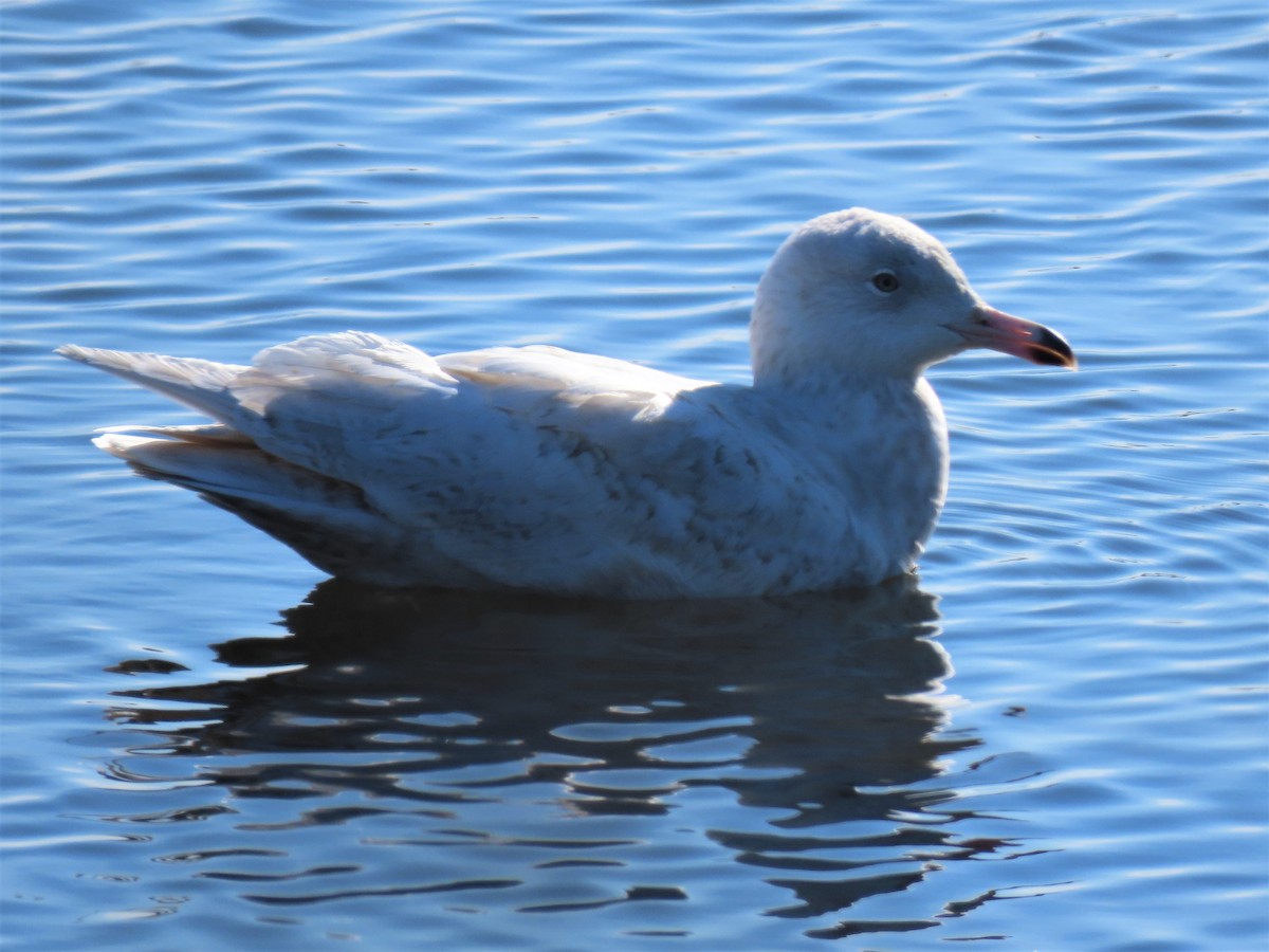 Glaucous Gull - ML206414881
