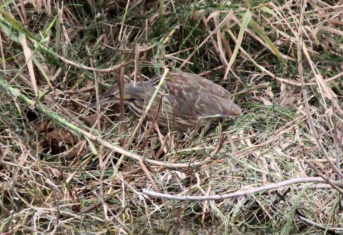 American Bittern - ML206415211