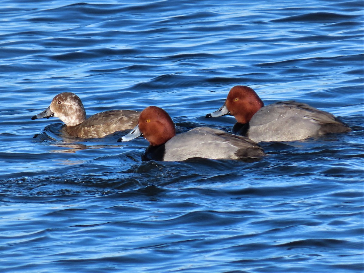 Redhead - ML206415981