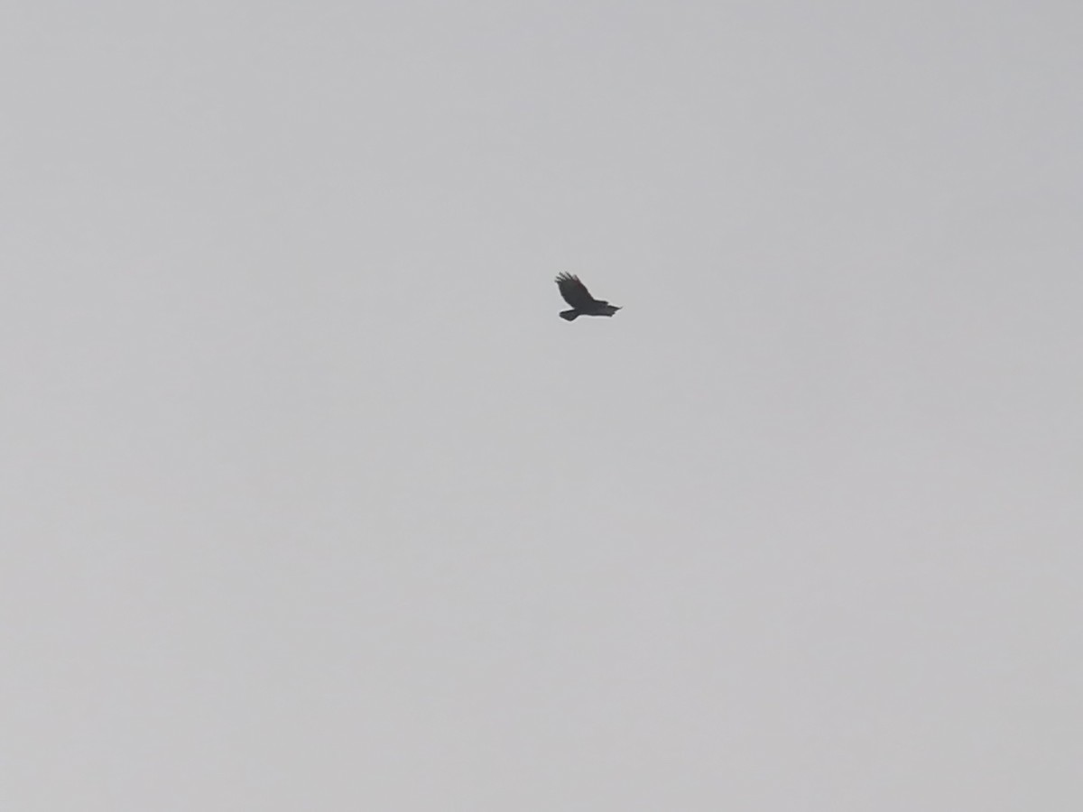 Buse variable - ML206415991