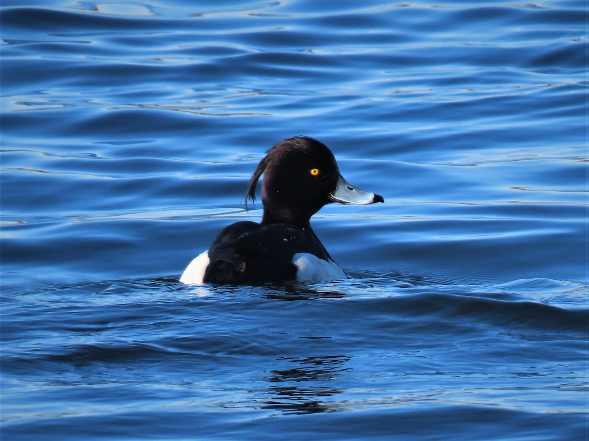 Tufted Duck - Bill Ostiguy