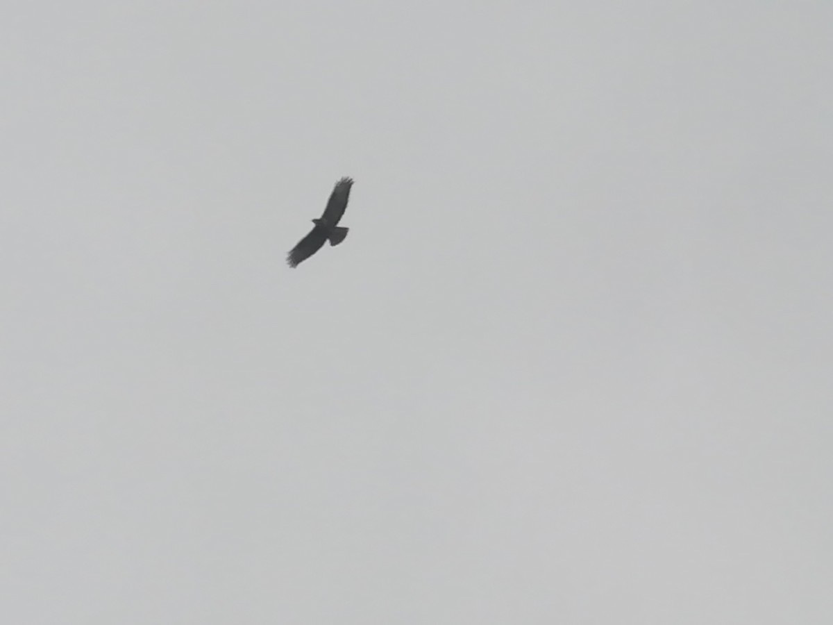 Common Buzzard - Nelson Conceição