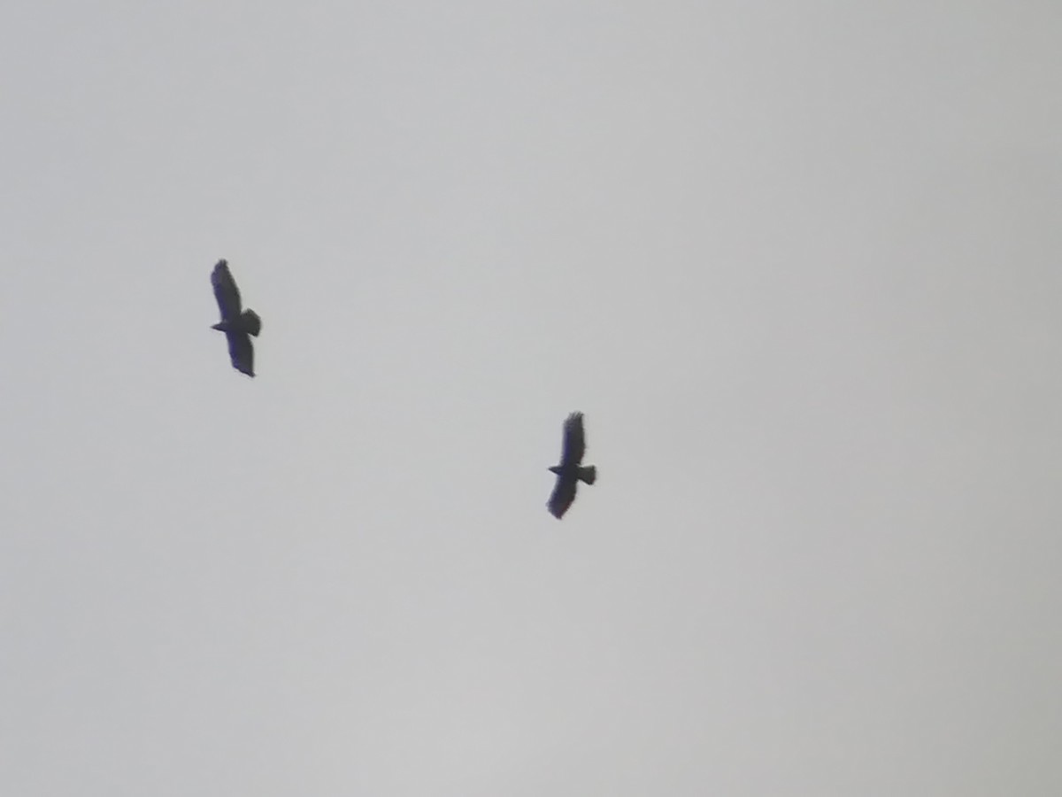 Common Buzzard - ML206416201