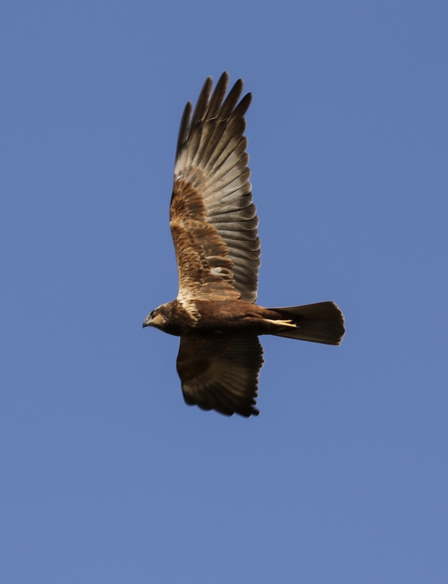Western Marsh Harrier - ML206416751
