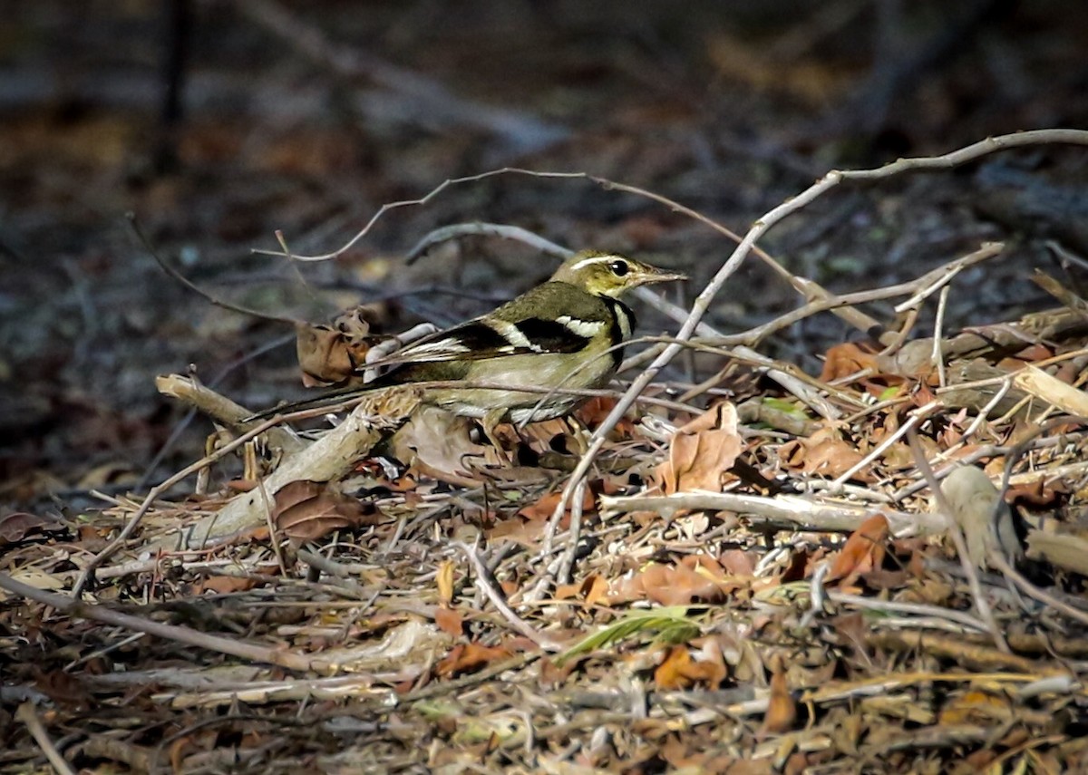 Forest Wagtail - Ross Pappin