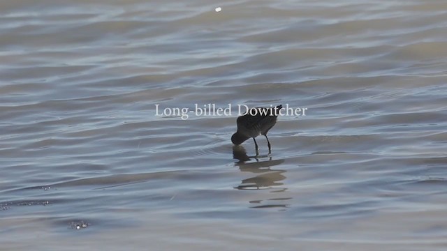 Long-billed Dowitcher - ML206419051