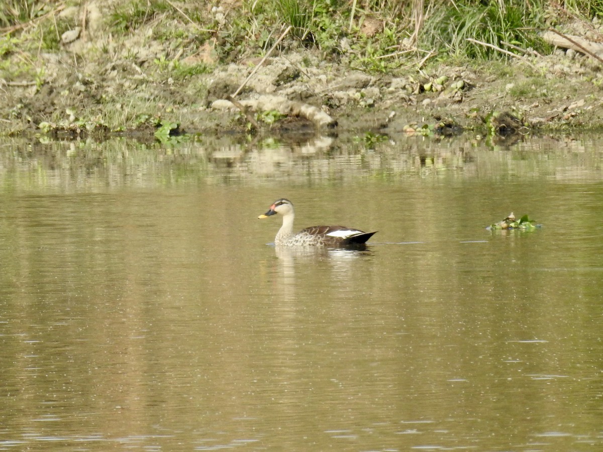 Indian Spot-billed Duck - ML206419321