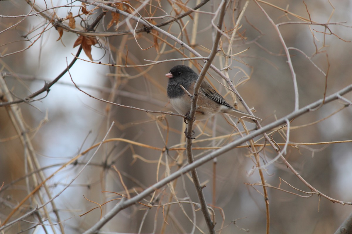 Dark-eyed Junco (Oregon) - ML206421931