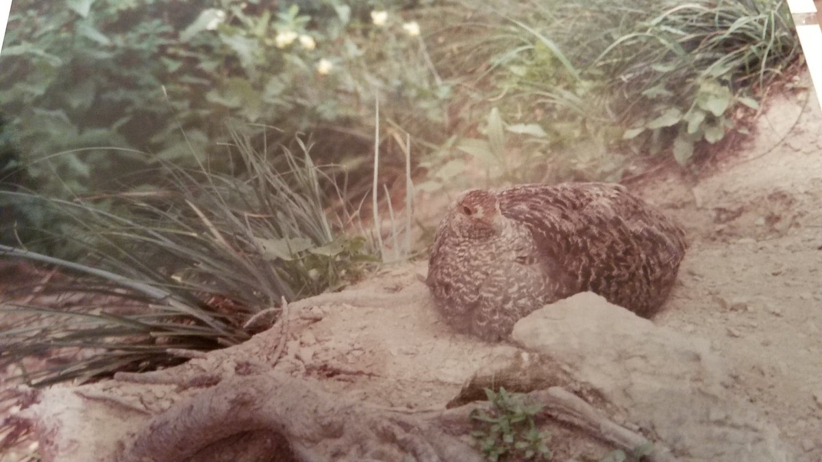 Dusky Grouse - ML206422191