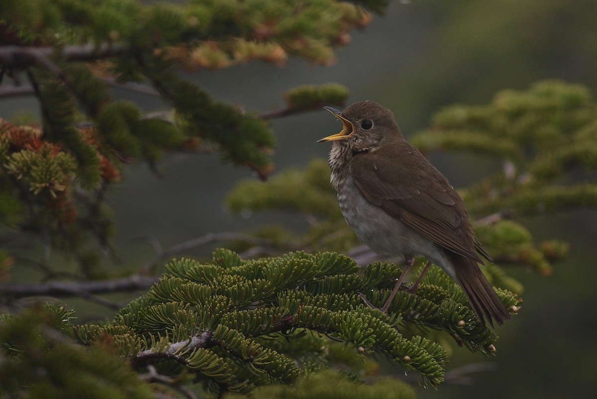 Bicknell's Thrush - Chris Brown