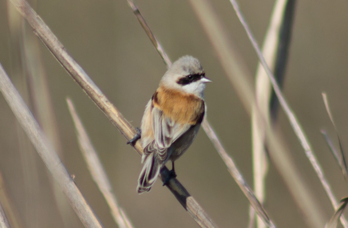 Eurasian Penduline-Tit - ML206423271