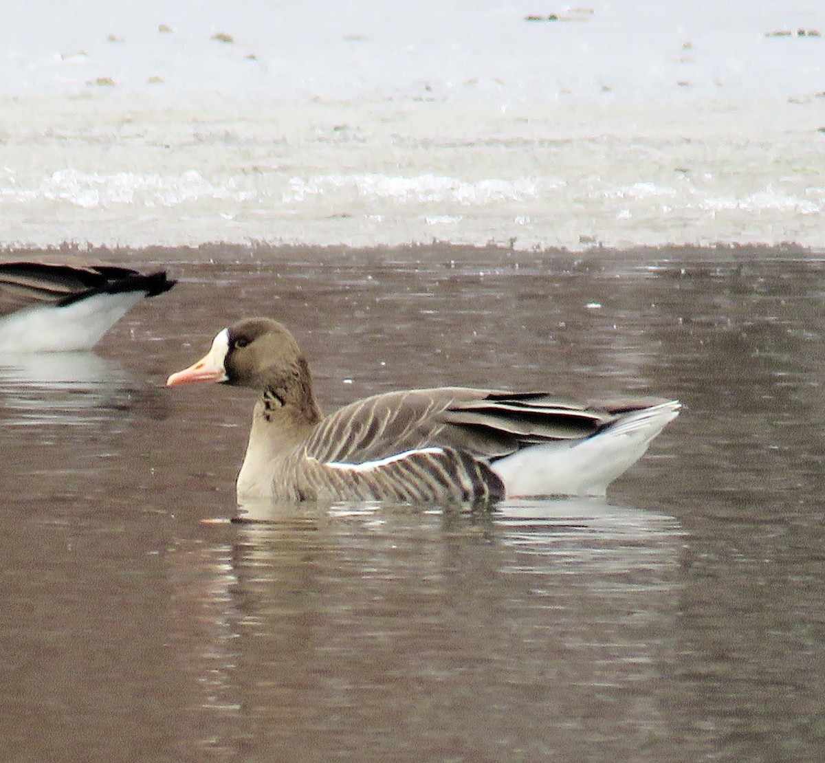 Greater White-fronted Goose - Ann Tanner