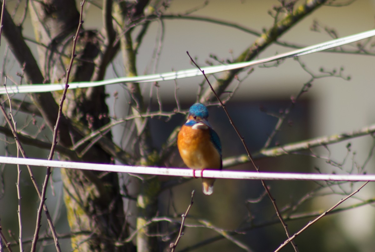 Common Kingfisher - ML206423331