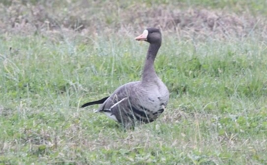 Greater White-fronted Goose - ML206423561