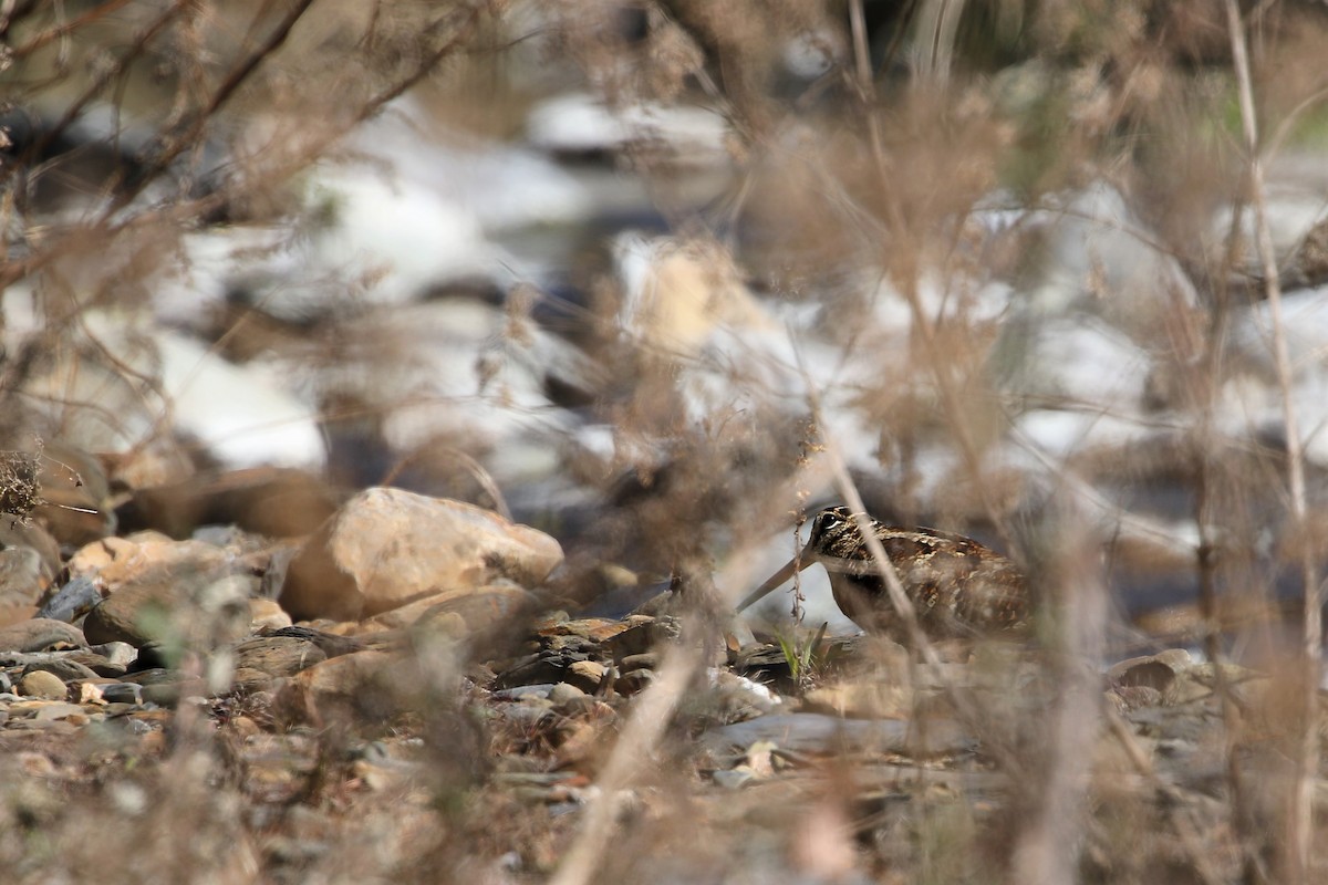 Eurasian Woodcock - ML206424011