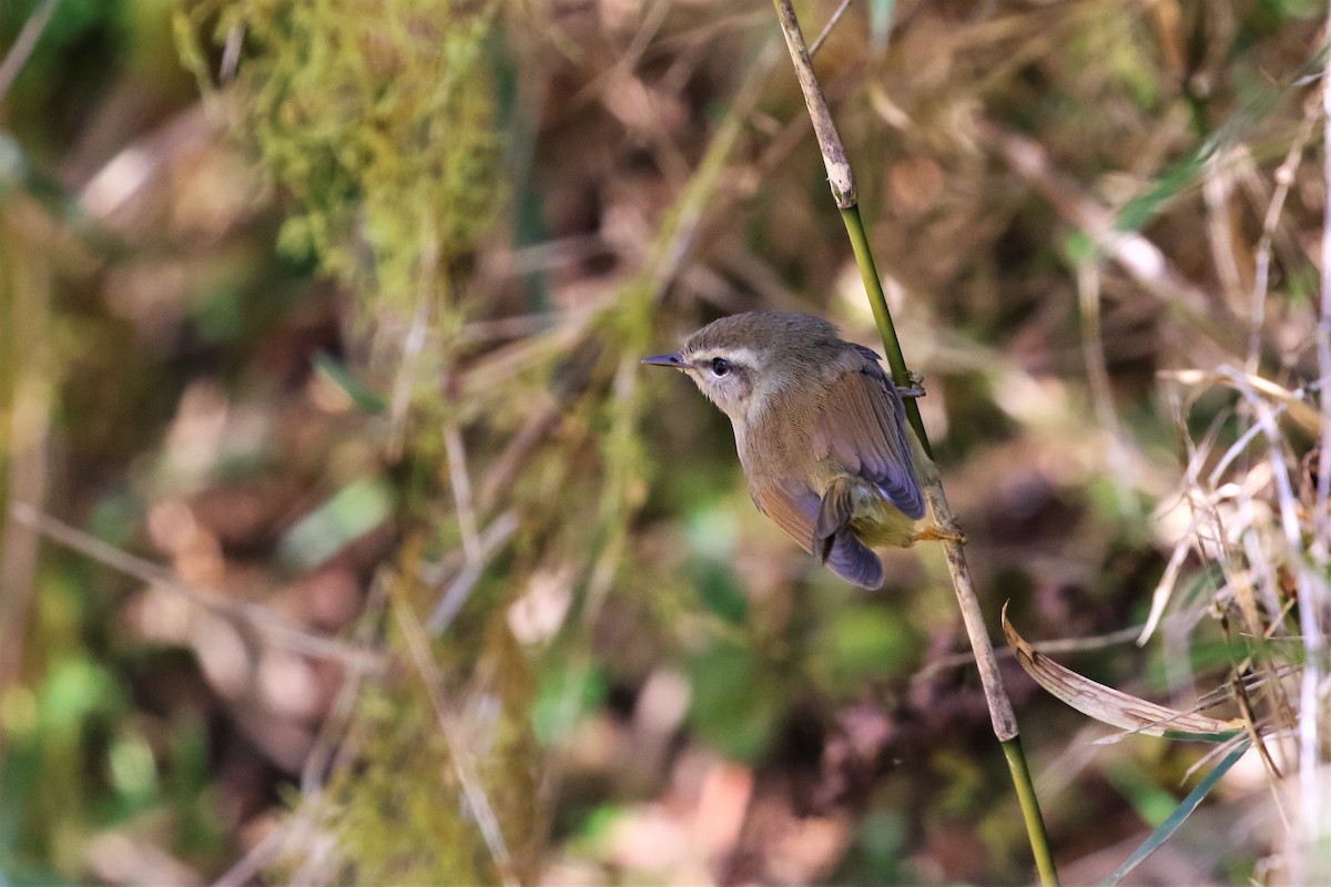 Yellowish-bellied Bush Warbler - ML206424101