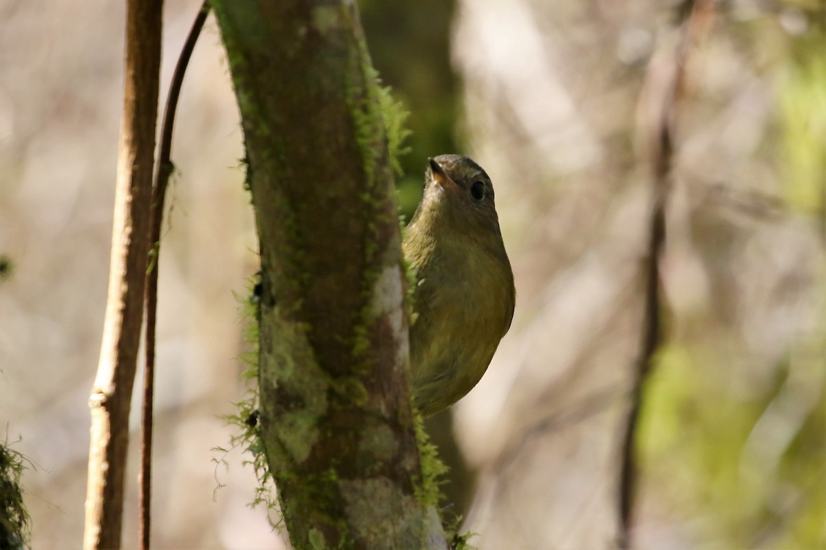 White-browed Bush-Robin - ML206424131