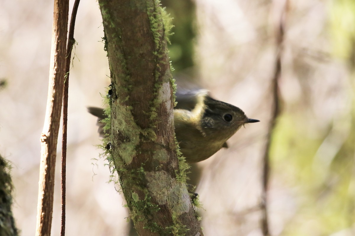 White-browed Bush-Robin - ML206424141