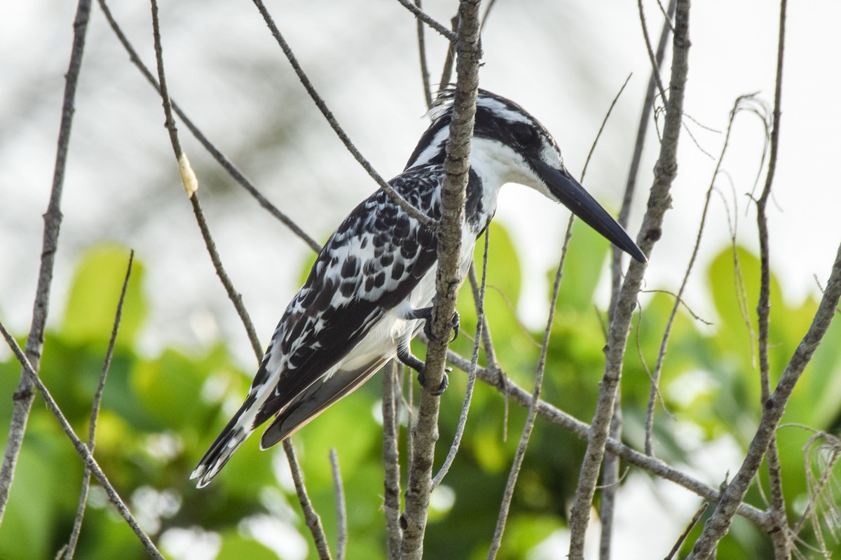 Pied Kingfisher - ML206424351