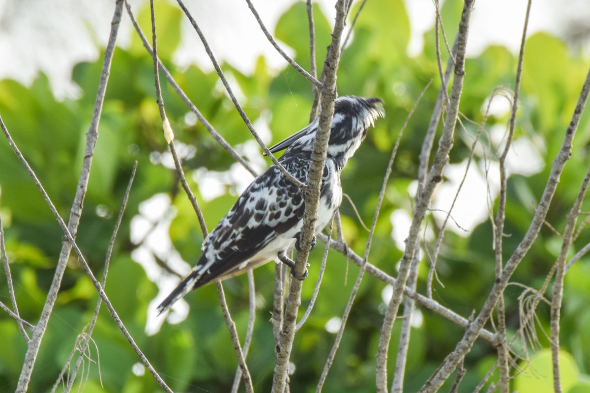 Pied Kingfisher - ML206424371