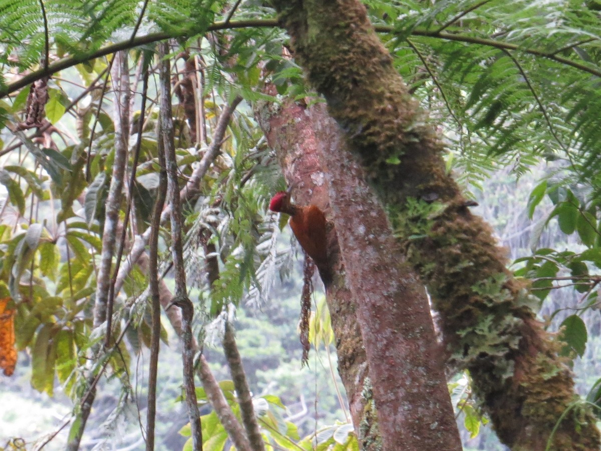 Buff-spotted Flameback - Mike Tuer