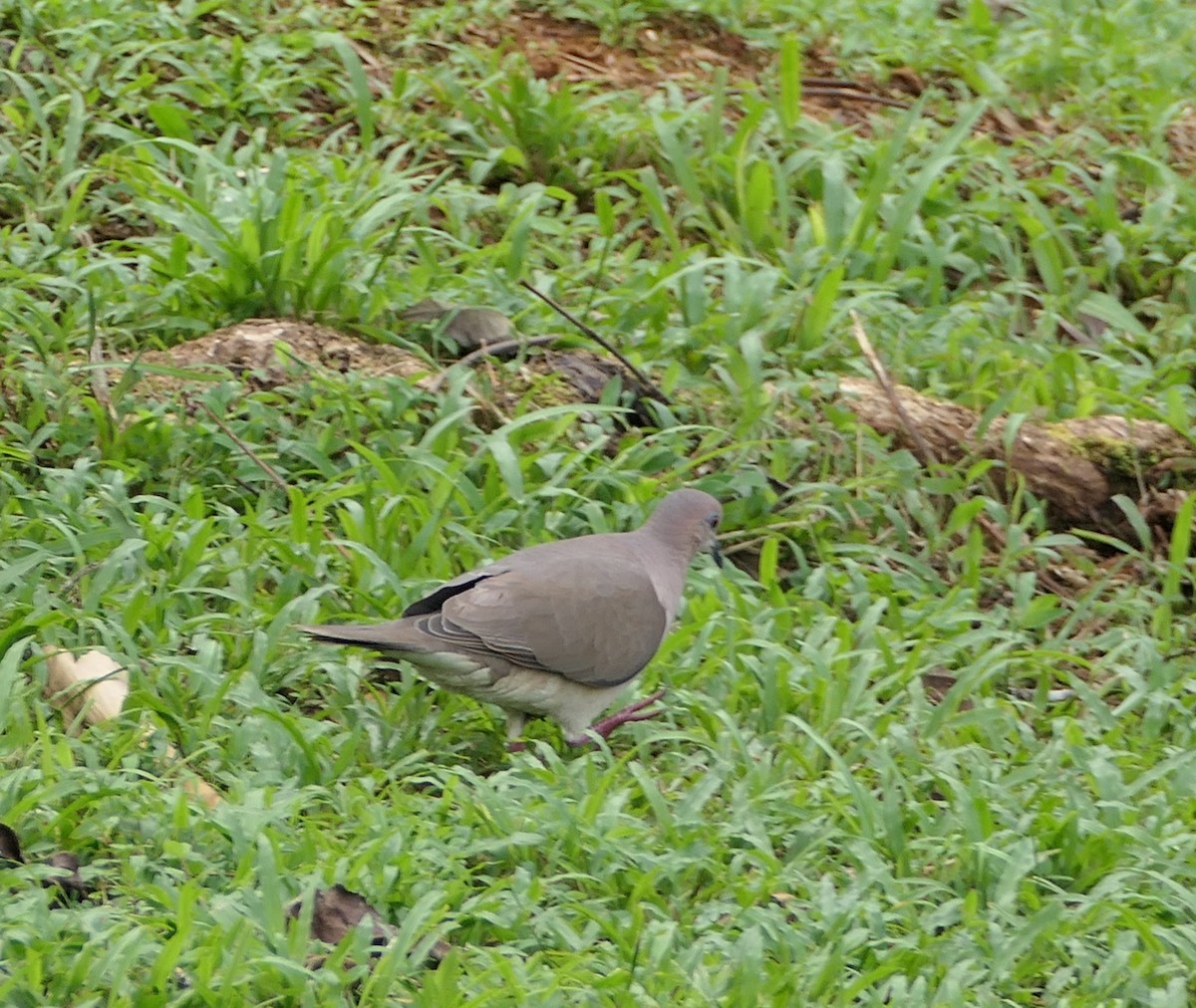 White-tipped Dove - ML206425111