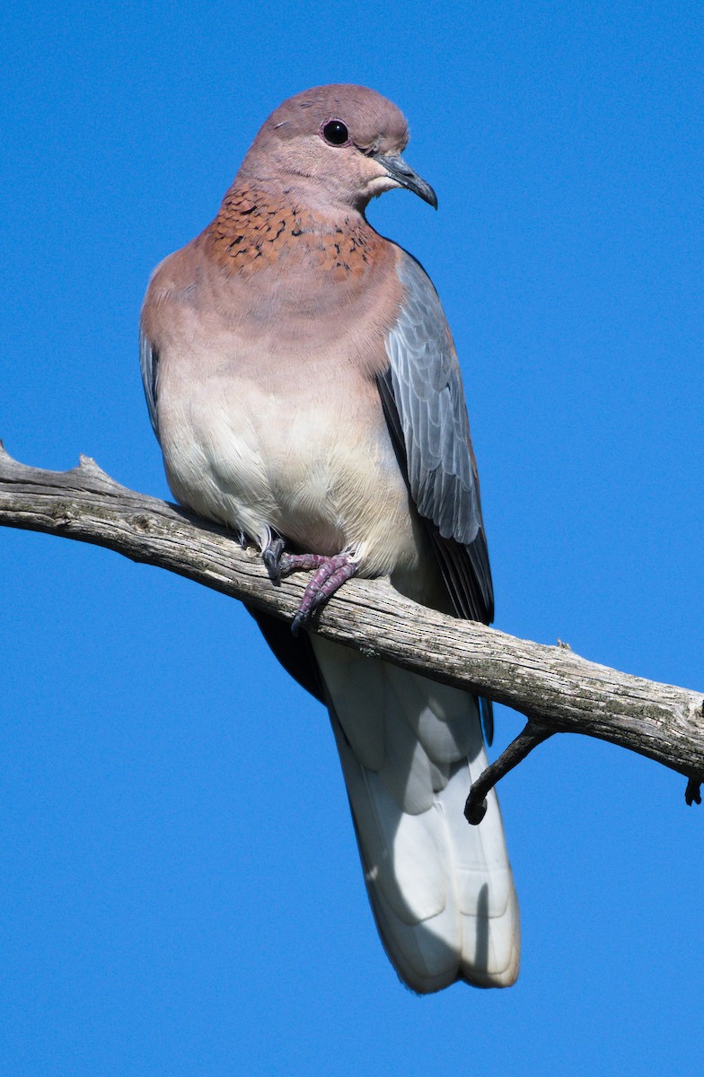 Laughing Dove - ML206427051