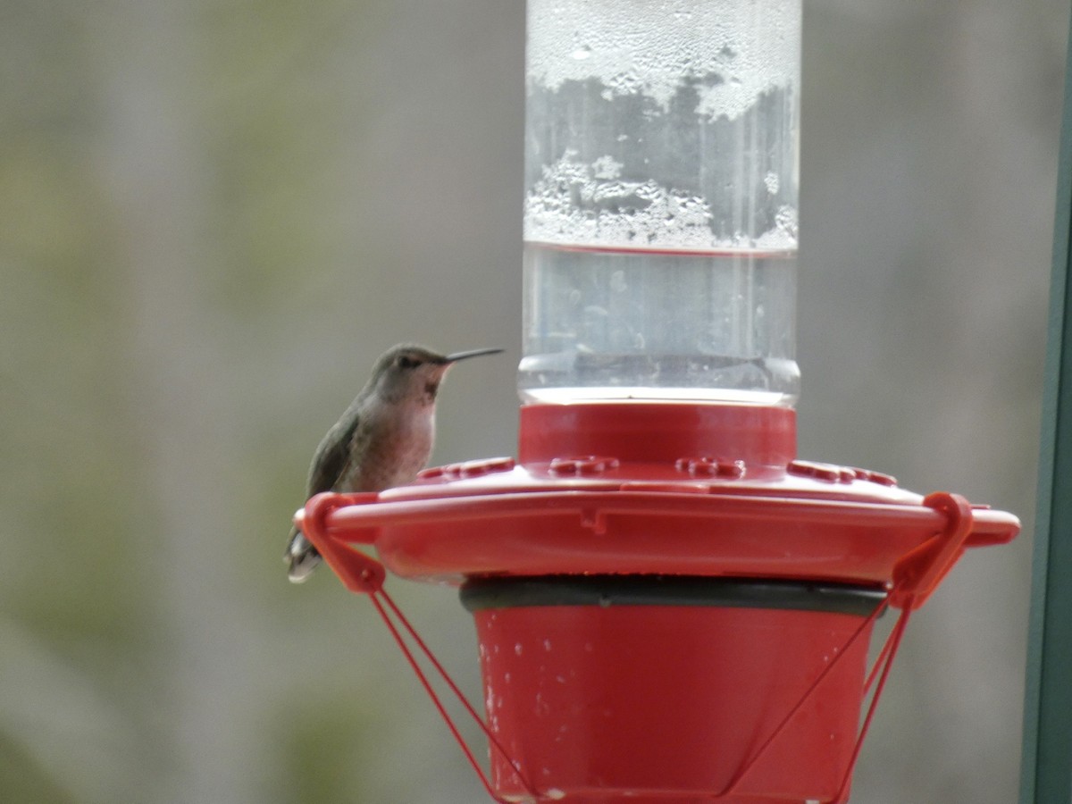Anna's Hummingbird - ML206427611