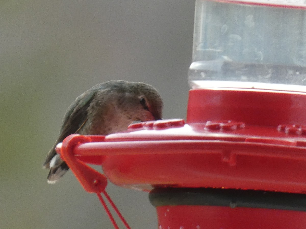 Anna's Hummingbird - ML206427621